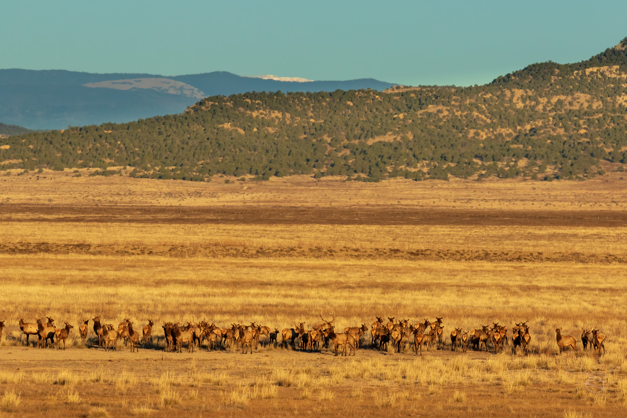 Large herd of elk on private land in Colfax County, New Mexico